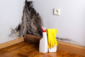 Why You Should Choose Our Mold Remediation Services in Union Springs, AL